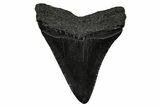 Serrated, Juvenile Megalodon Tooth - South Carolina #375931-1